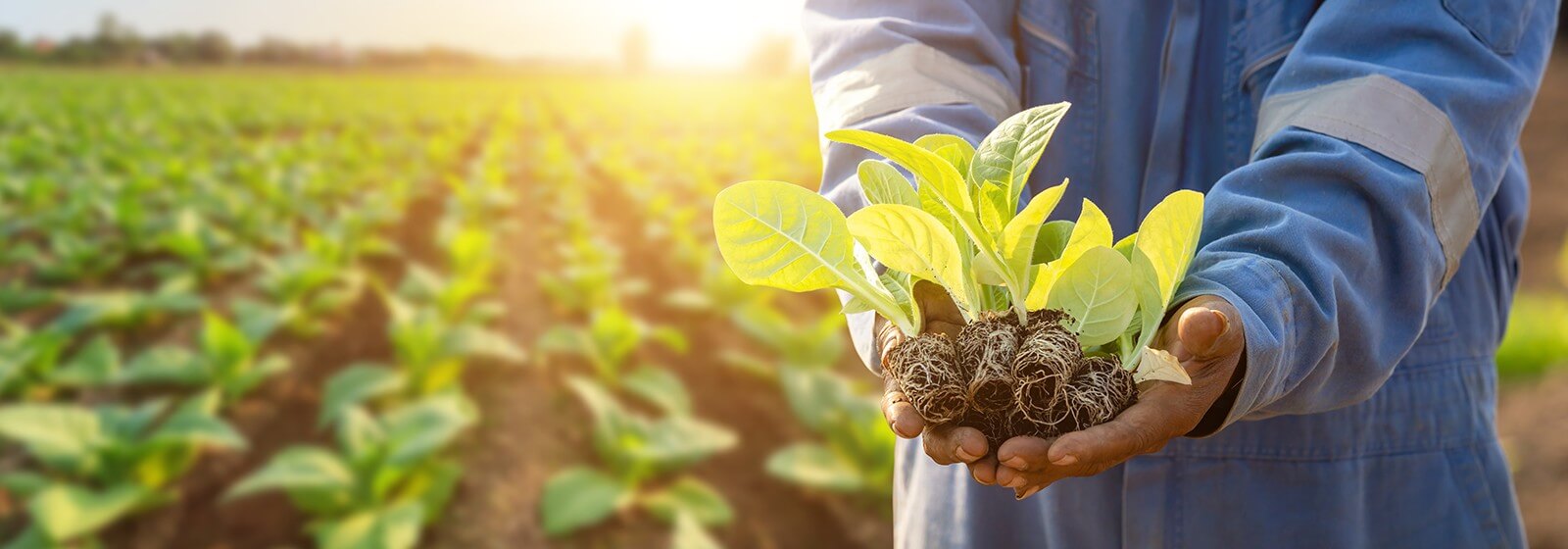 Utilize para ver mais