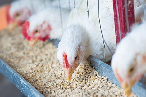 Utilize para ver mais