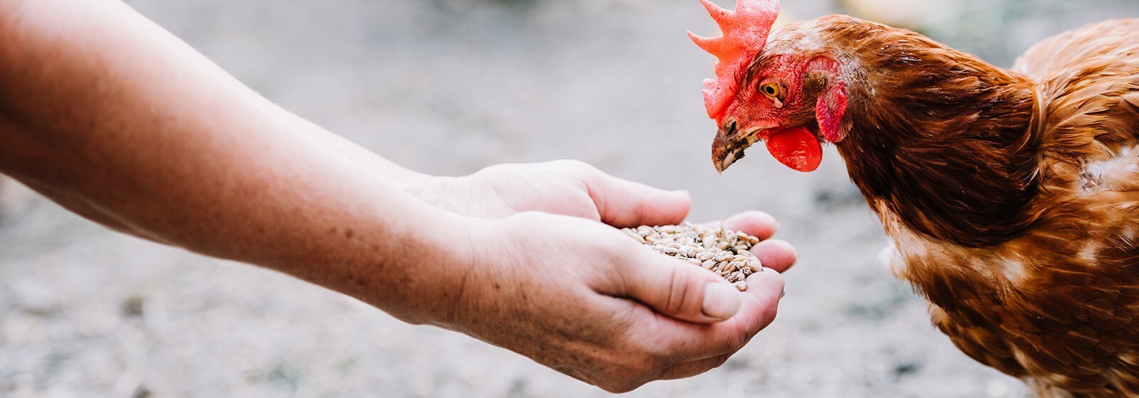 Utilize para ver mais