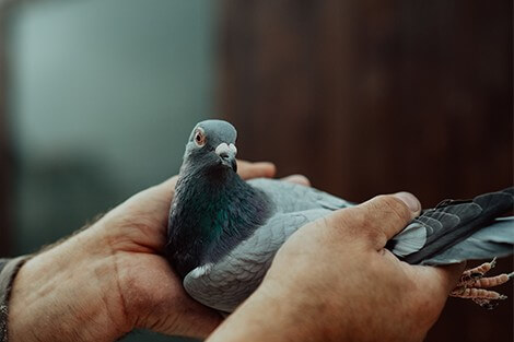 Utilize para ver mais