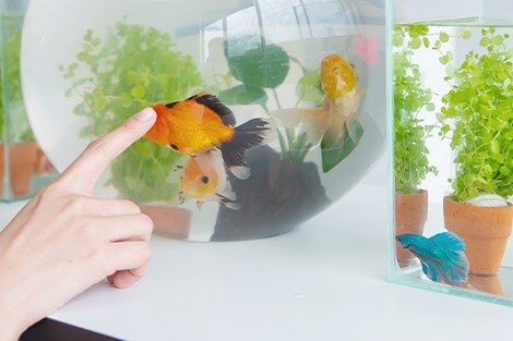 Utilize para ver mais