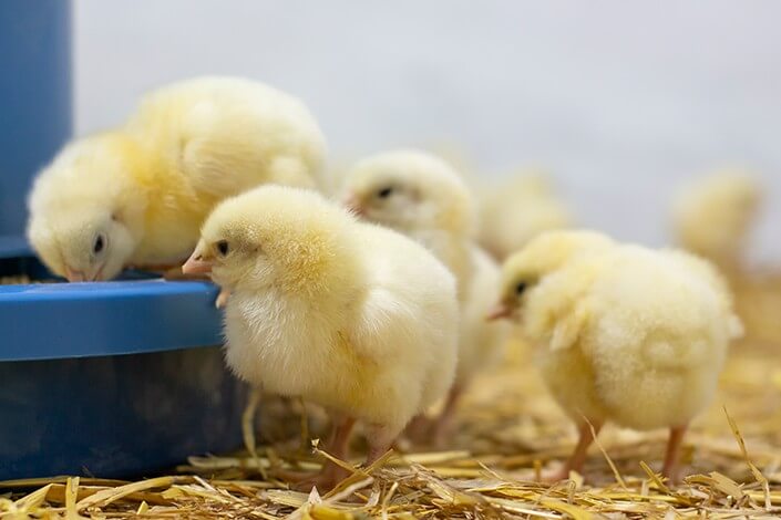 Utilize para ver mais