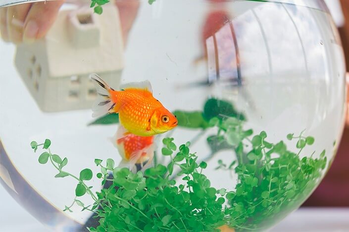 Utilize para ver mais