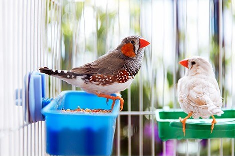 Utilize para ver mais