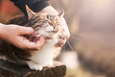 Utilize para ver mais