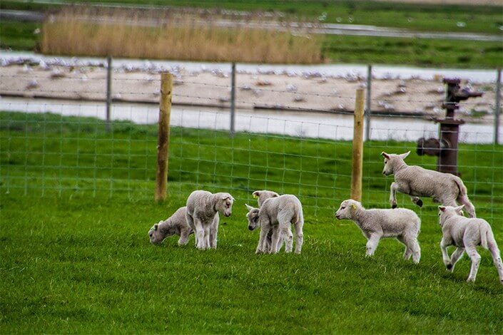 Utilize para ver mais