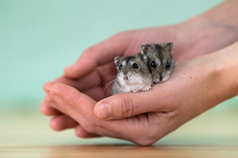 Utilize para ver mais