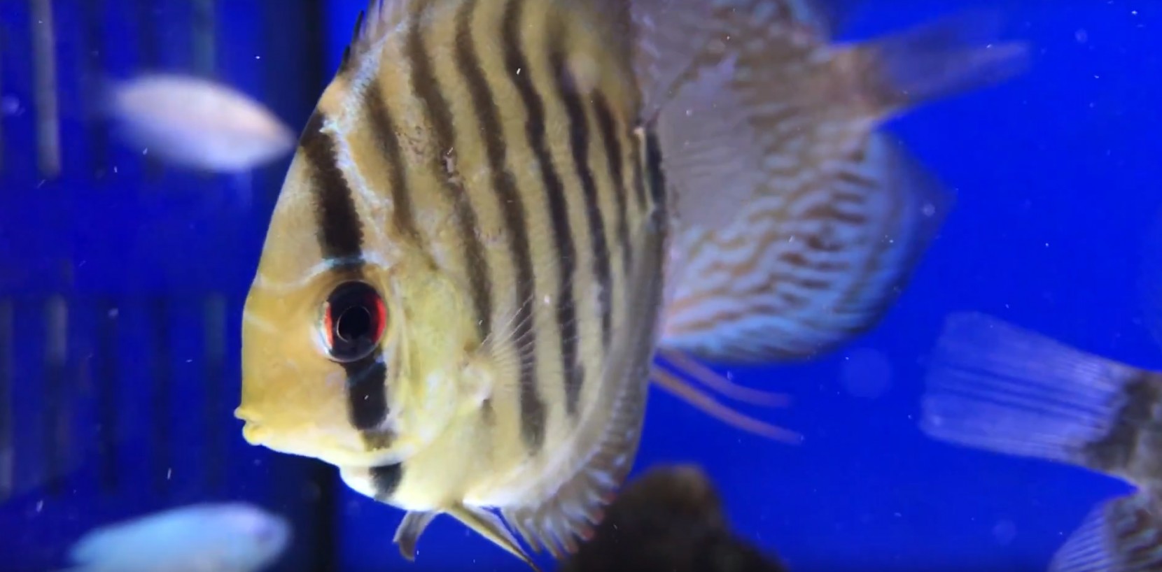 Uma PETSHOP que é tudo o que precisa! Uma PETSHOP que é tudo o que precisa!