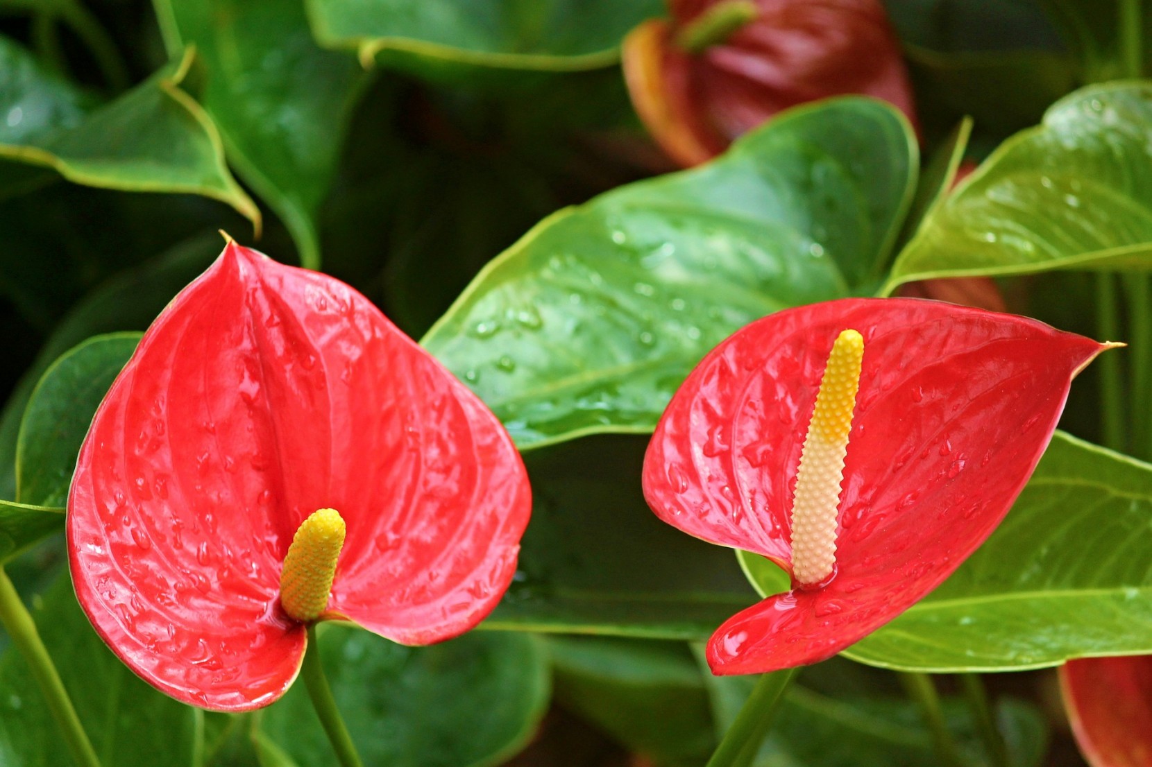 Planta do Ms: Antrio