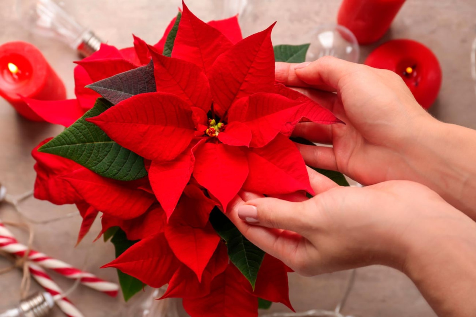 Aprenda a Cuidar da sua Poinsettia (planta Estrela-de-Natal)