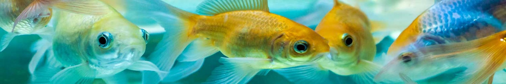 Afinal, Como Dormem os Peixes?
