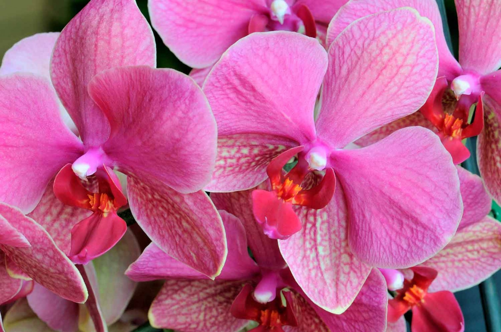 9 curiosidades sobre Orqudeas que no fazia ideia