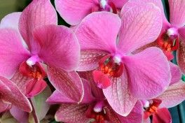 9 curiosidades sobre Orquídeas que não fazia ideia