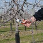 Tesoura De Poda 2,5-21,5 CM FELCO 2