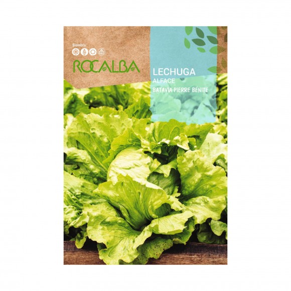 Alface Batavia Pierre 6 G ROCALBA