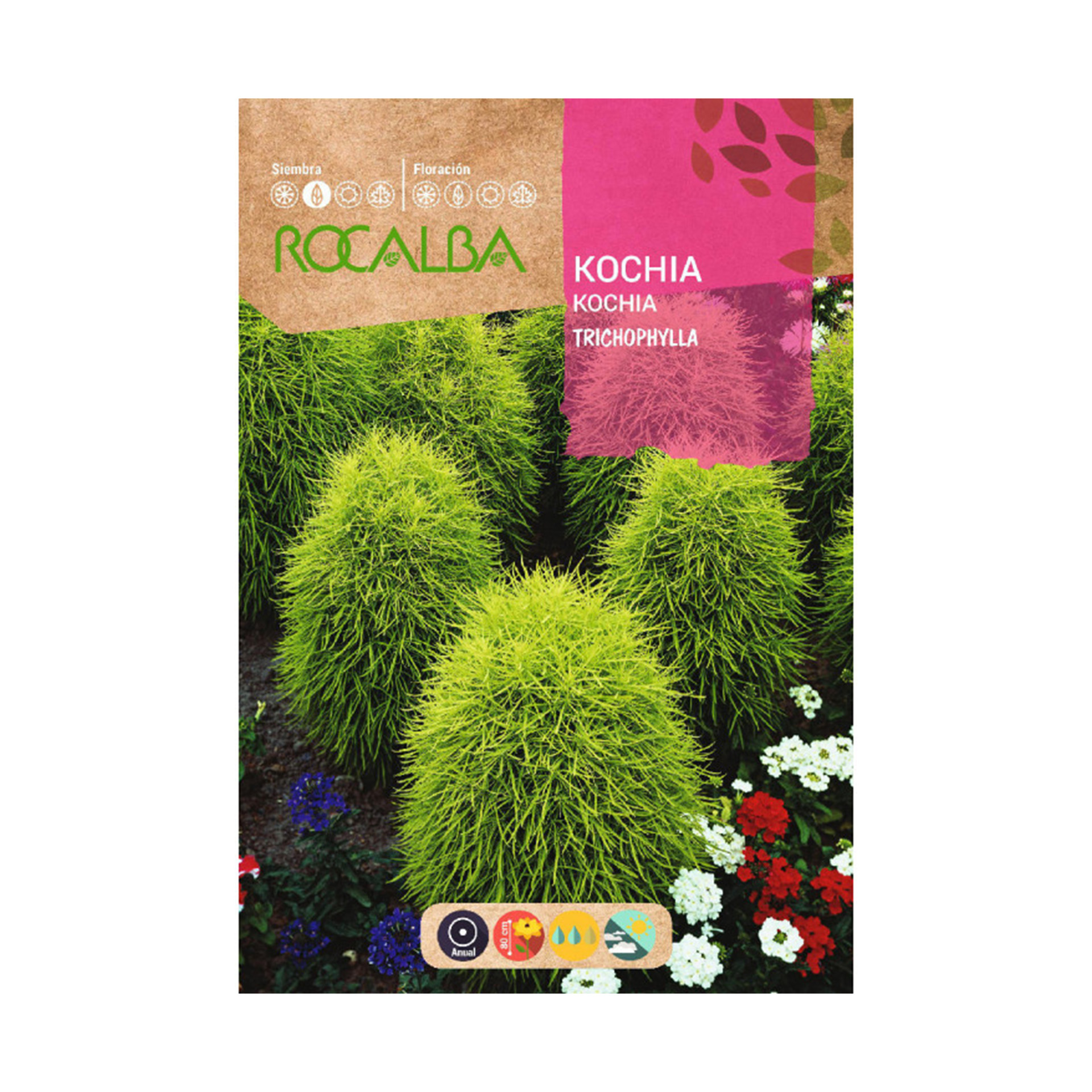 Kochia Tricophyla Ovifm 8 G ROCALBA