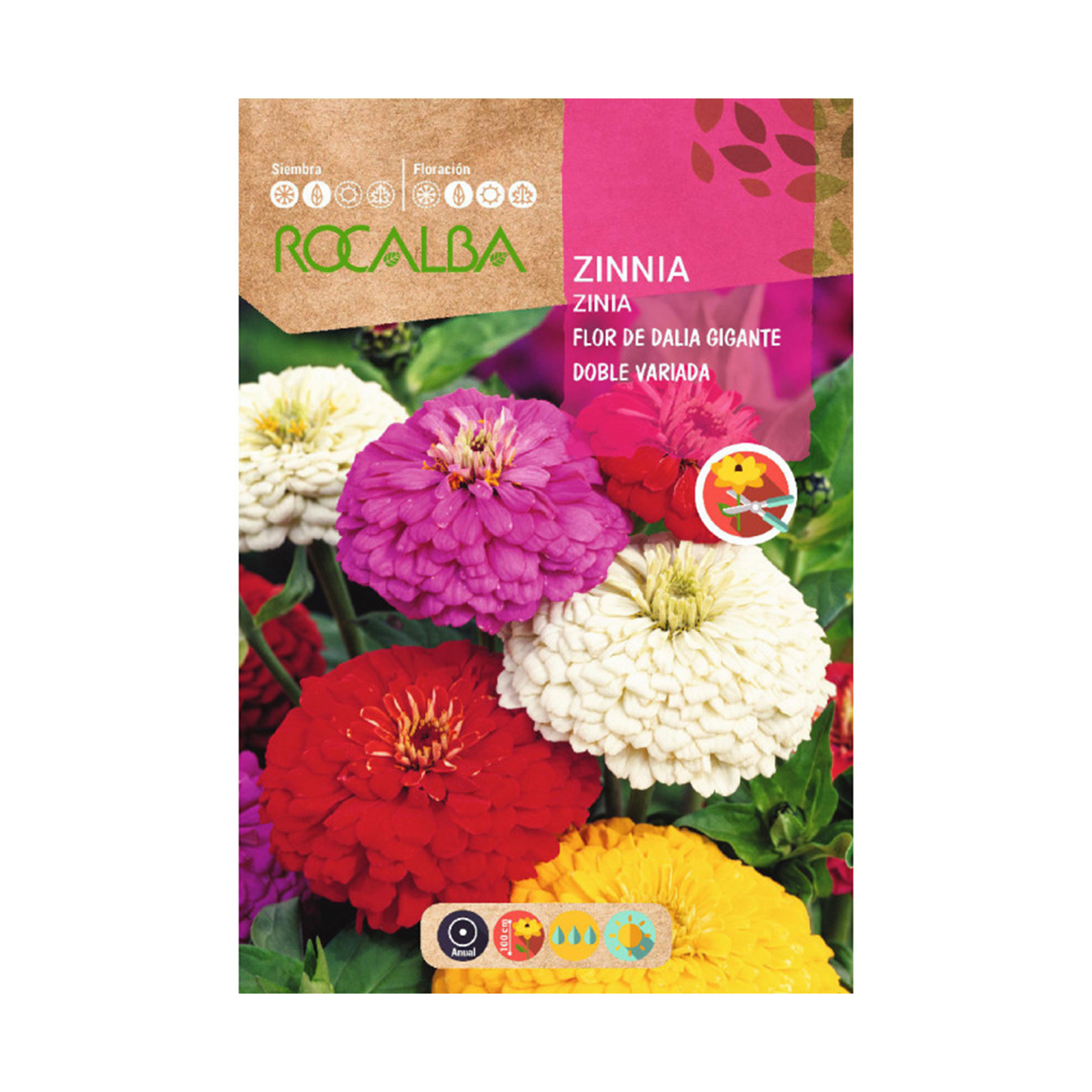 Zinia Dália Gigante Variado 6 G ROCALBA