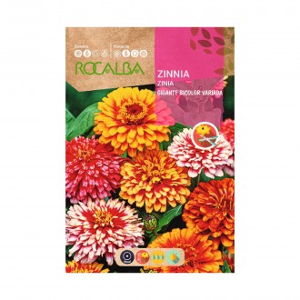 Zinia Gigante Bicolor 6 G ROCALBA