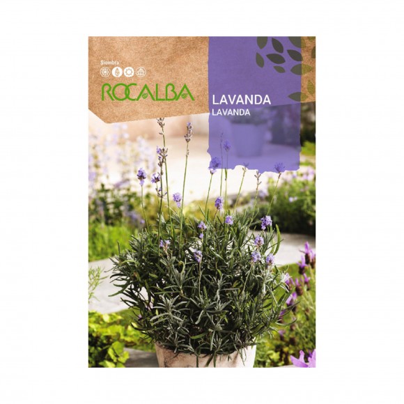 Lavanda 1 G ROCALBA