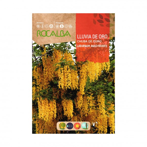 Chuva Ouro 1 G ROCALBA Chuva Ouro 1 G ROCALBA