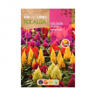 Celosia Plumosa 2 G ROCALBA