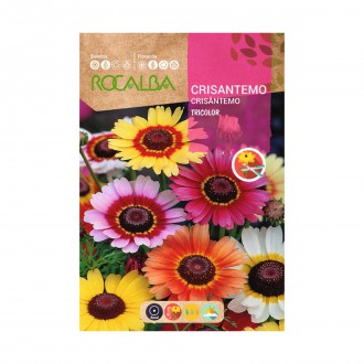 Crisantemo Tricolor 5 G ROCALBA