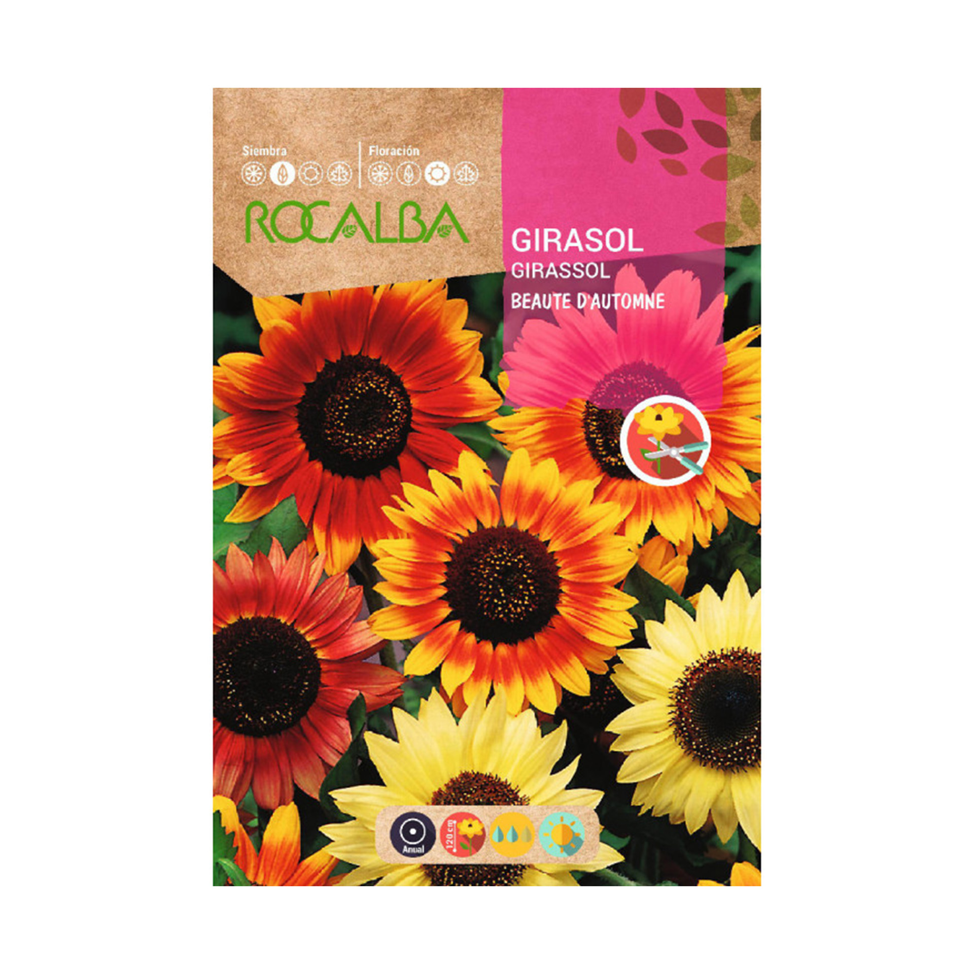 Girassol Beauté Dautomne 10 G ROCALBA