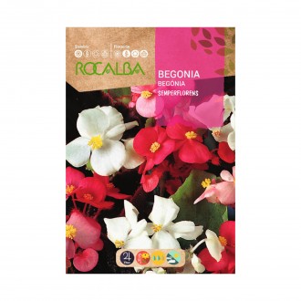 Begonia Semperflorens 0,1 G ROCALBA