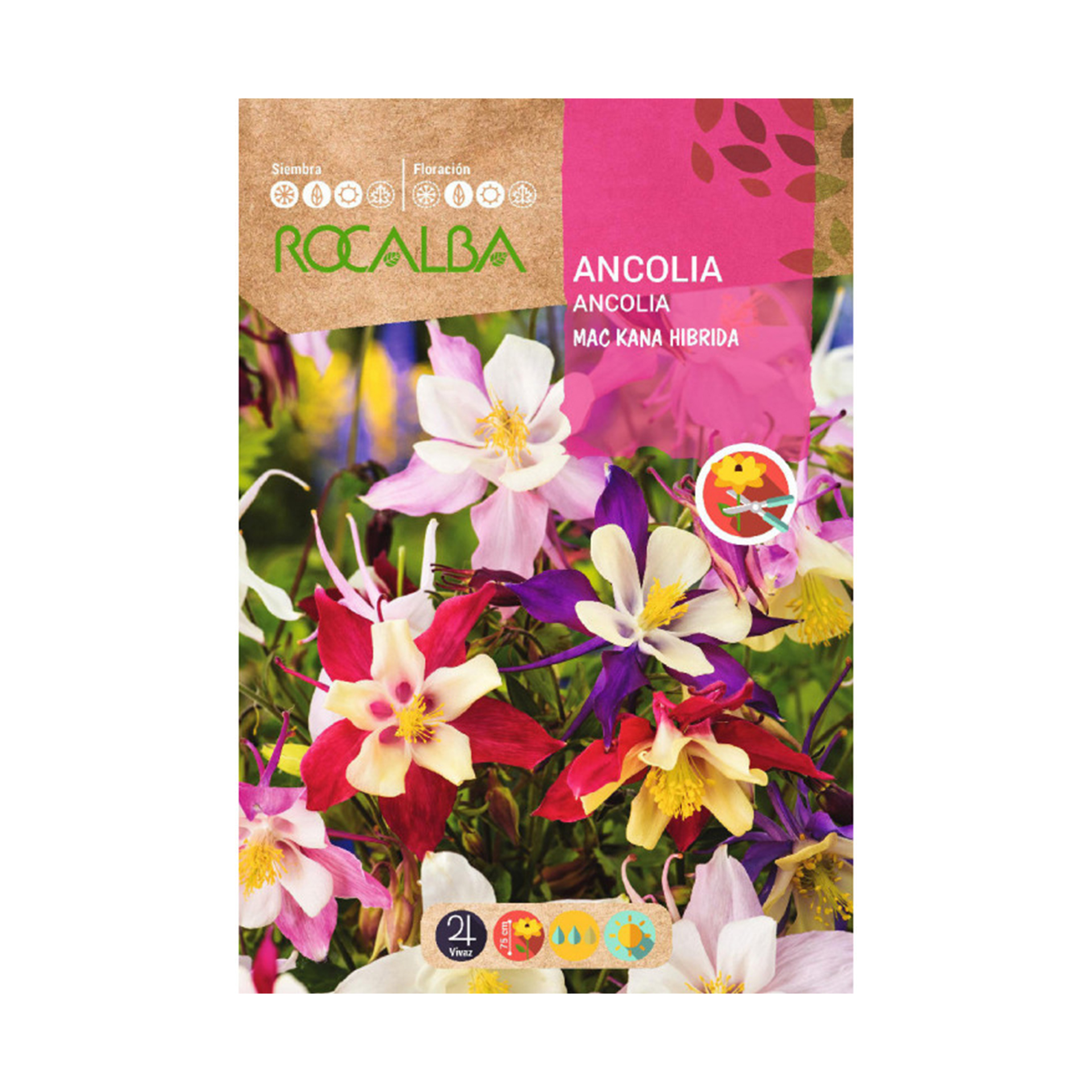 Ancolia Mac Kana Hibrida 1 G ROCALBA