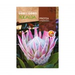 Protea Cynaroides 6 Sementes ROCALBA