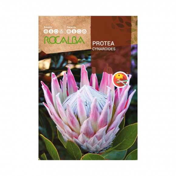 Protea Cynaroides 6 Sementes ROCALBA