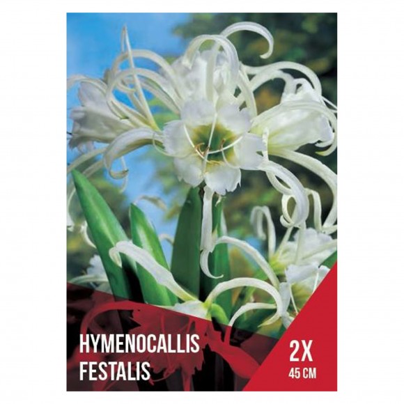 HYMENOCALLIS FESTALIS 2 BOLBOS