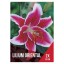 LILIUM ORIENTAL