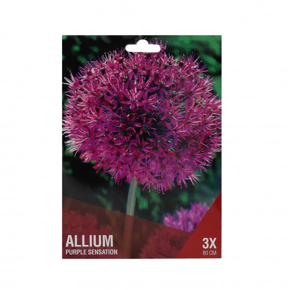 ALIUM PURPLE SENSATION 3 BOLBOS