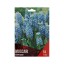 MUSCARI