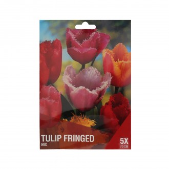 TULIPA FRINGED MIX 5 BOLBOS