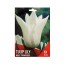 TULIPA LILY