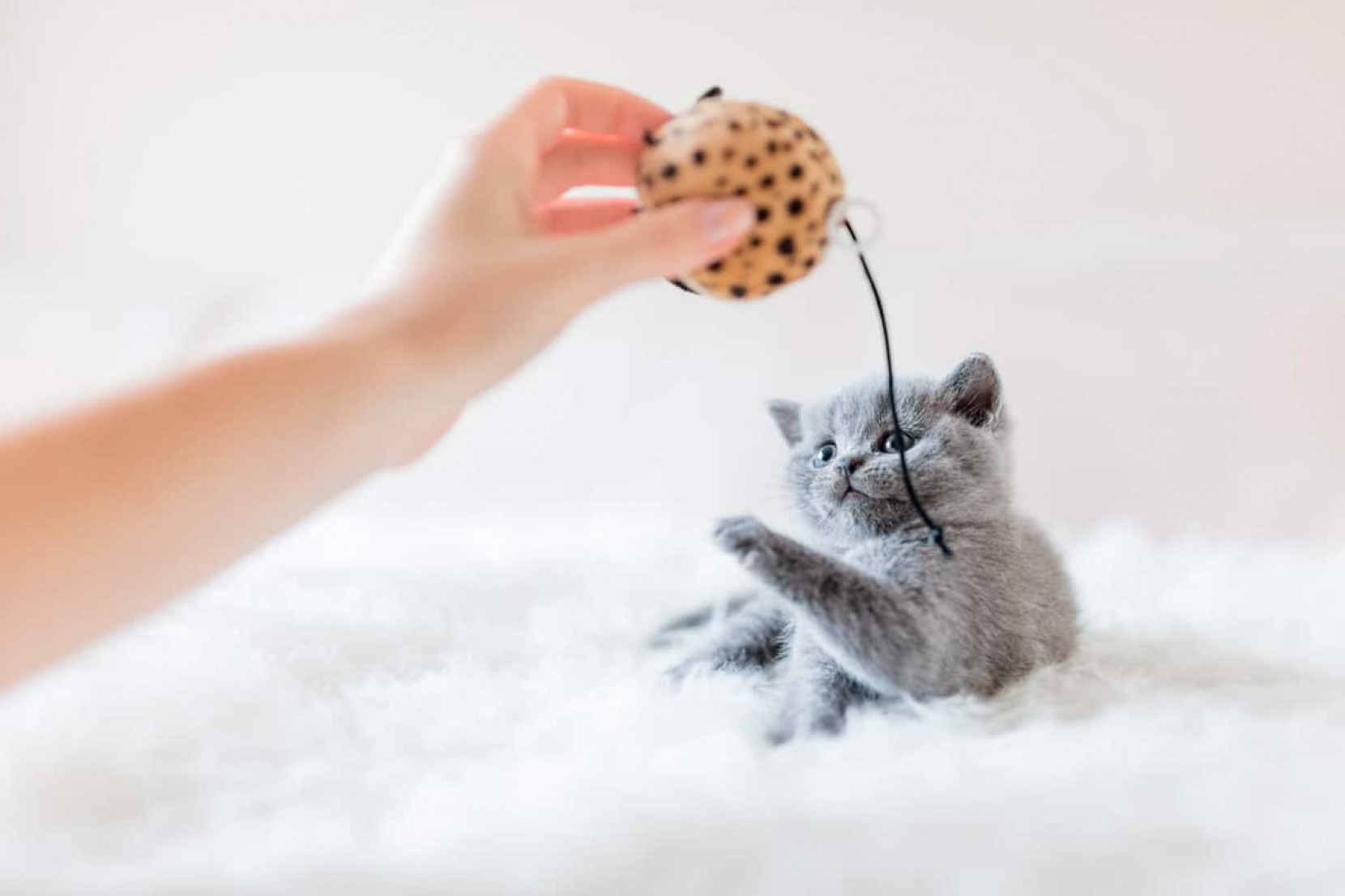 5 Conselhos para Cuidar de um Gato Bebé 5 Conselhos para Cuidar de um Gato Bebé