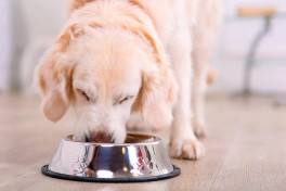Quantas vezes por dia deve Alimentar um Cão?