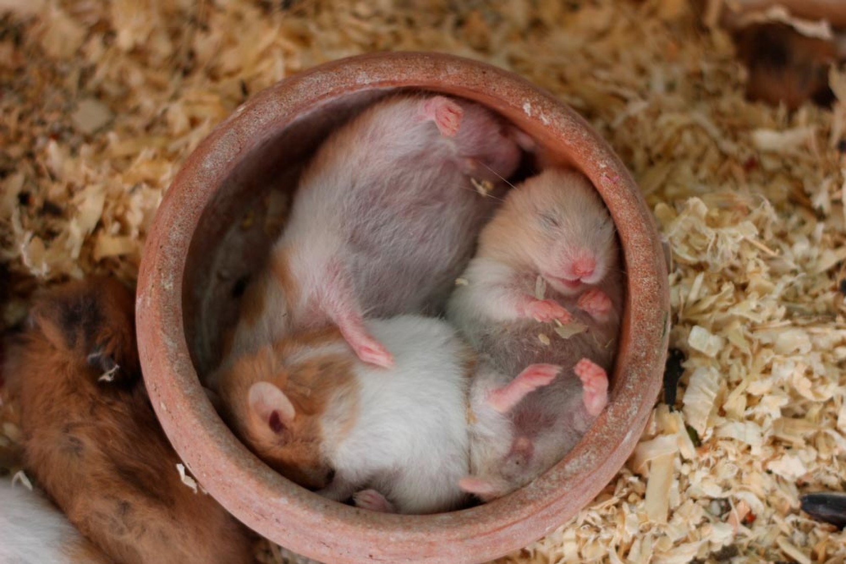 Hamsters Bebés - saiba quais os cuidados que deve ter Hamsters Bebés - saiba quais os cuidados que deve ter