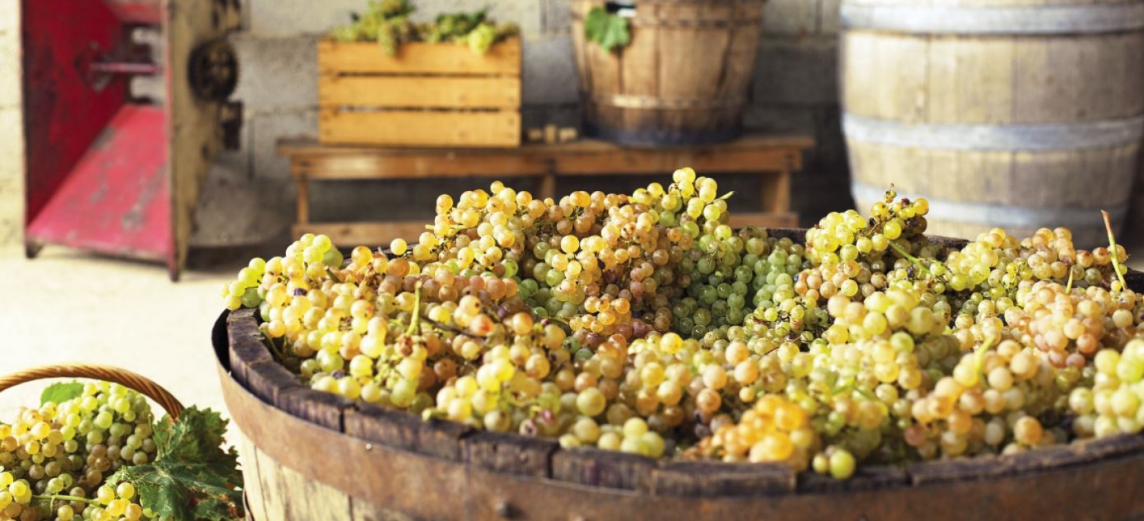 Vindima 2017 Vindima 2017