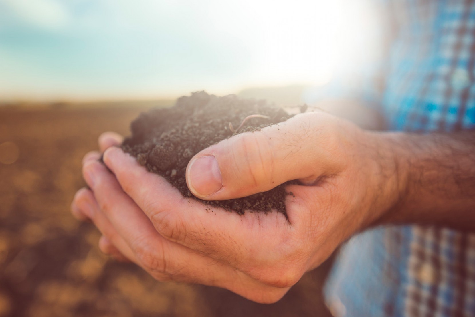 Saiba o que pode plantar no outono em Portugal