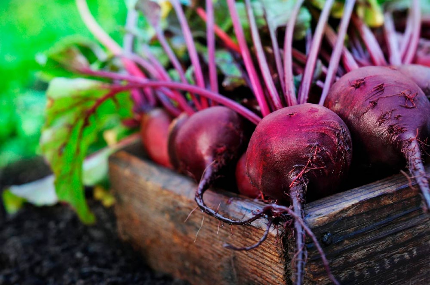Beterraba: 7 benefcios deste superalimento