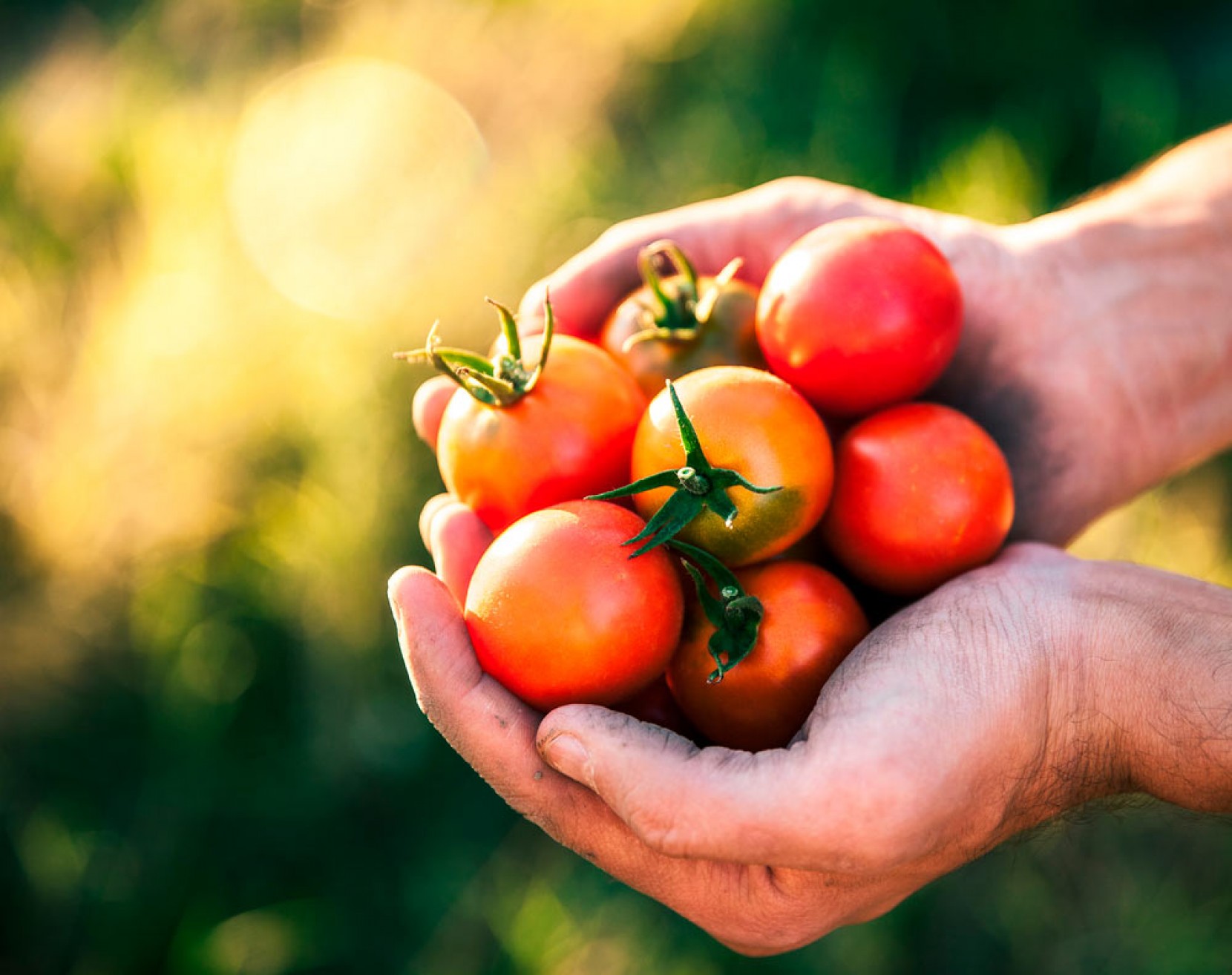 Tomate: diferentes tipos, como plantar e cuidados a ter