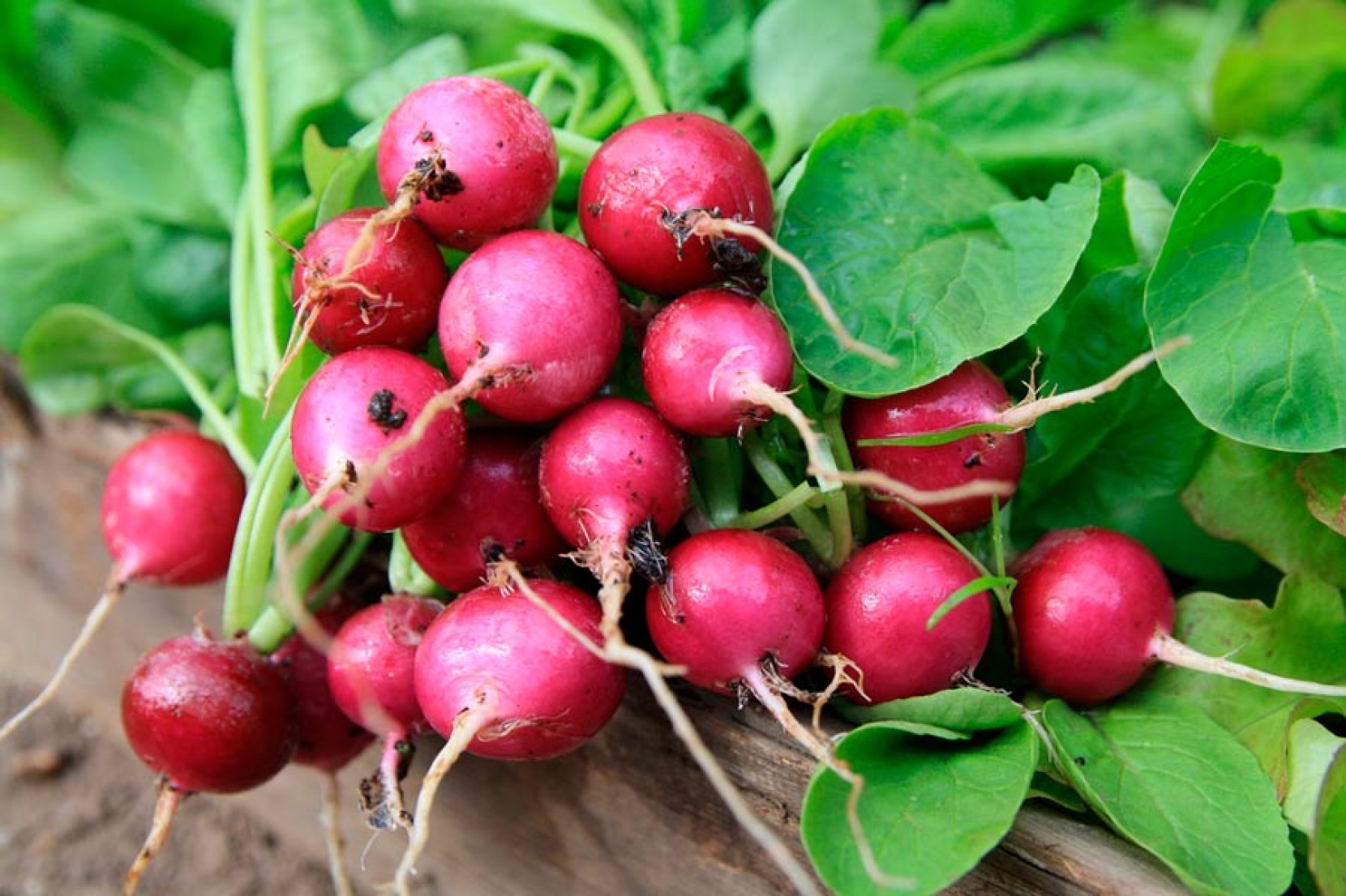 6 Passos para Cultivar os seus Rabanetes 6 Passos para Cultivar os seus Rabanetes