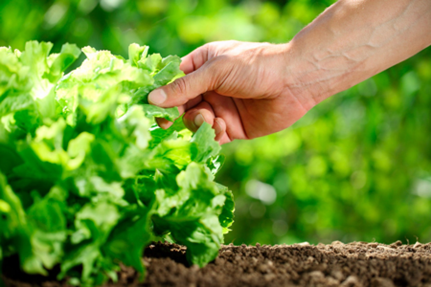 7 Passos para Plantar Alfaces em Casa