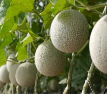 Melo: Origem, Tipos, como Plantar e Benefcios