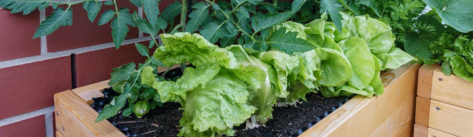 7 legumes e frutas que pode Plantar em Casa