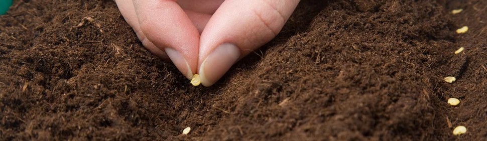 Pimentos - Como semear, cuidar e colher?