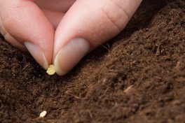 Pimentos - Como semear, cuidar e colher?